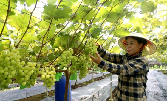 Phát triển nông nghiệp sạch và bền vững ở Cự Đồng